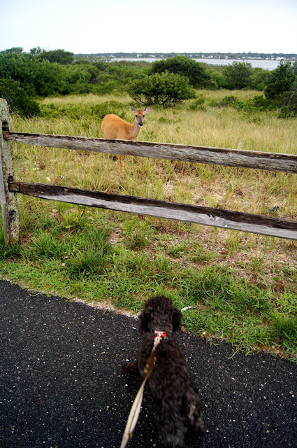 small dog staring down a deer