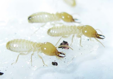 Soldiers of Coptotermes curvignathus termite