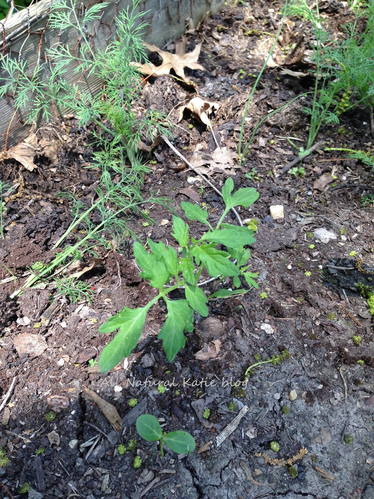 All Natural Katie Garden Tomatoes DO Grow Under Black Walnut Trees