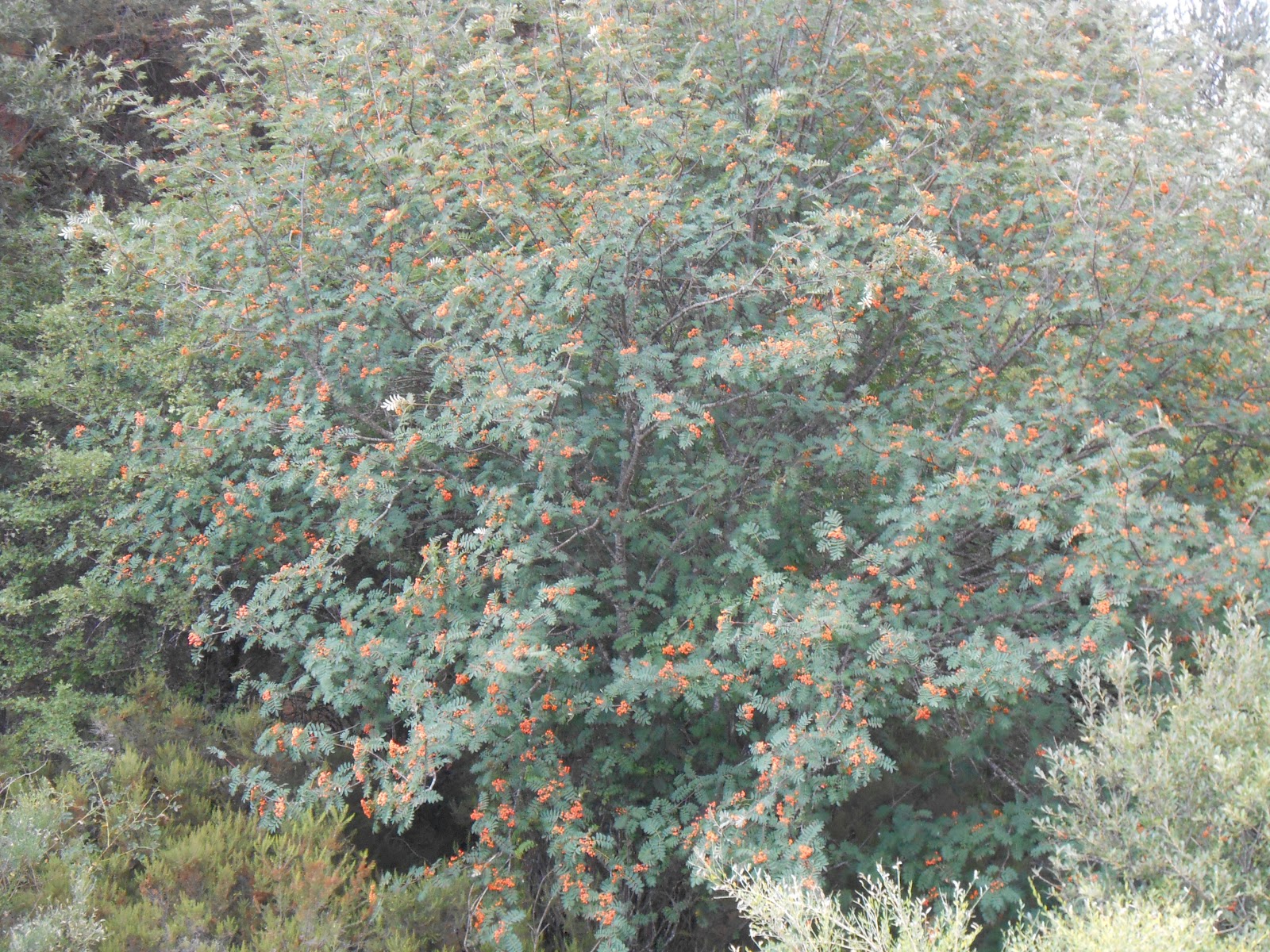 Especies forestales de la España atlántica: Recogida de semillas