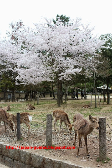 Todaiji Temple Nara Park กวางนารา
