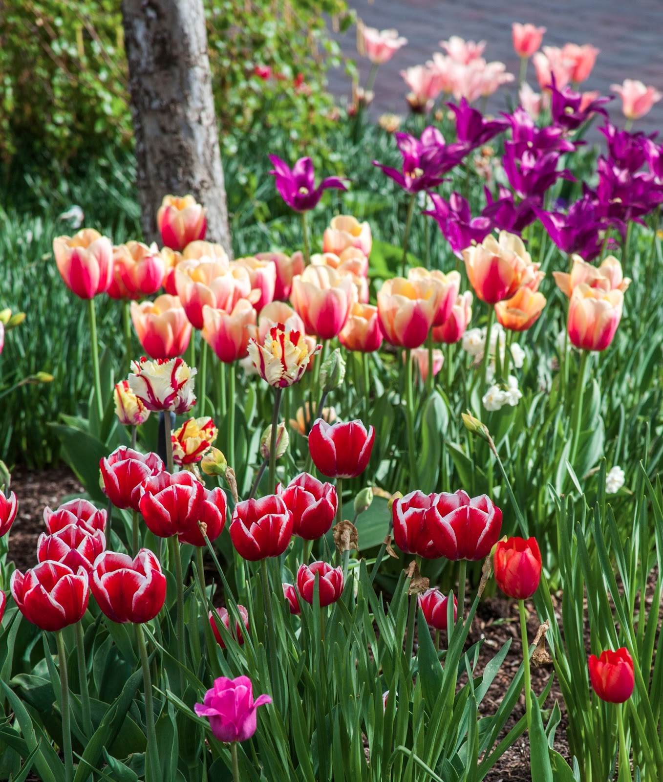 My Musings: Tulip Festival at Thanksgiving Point