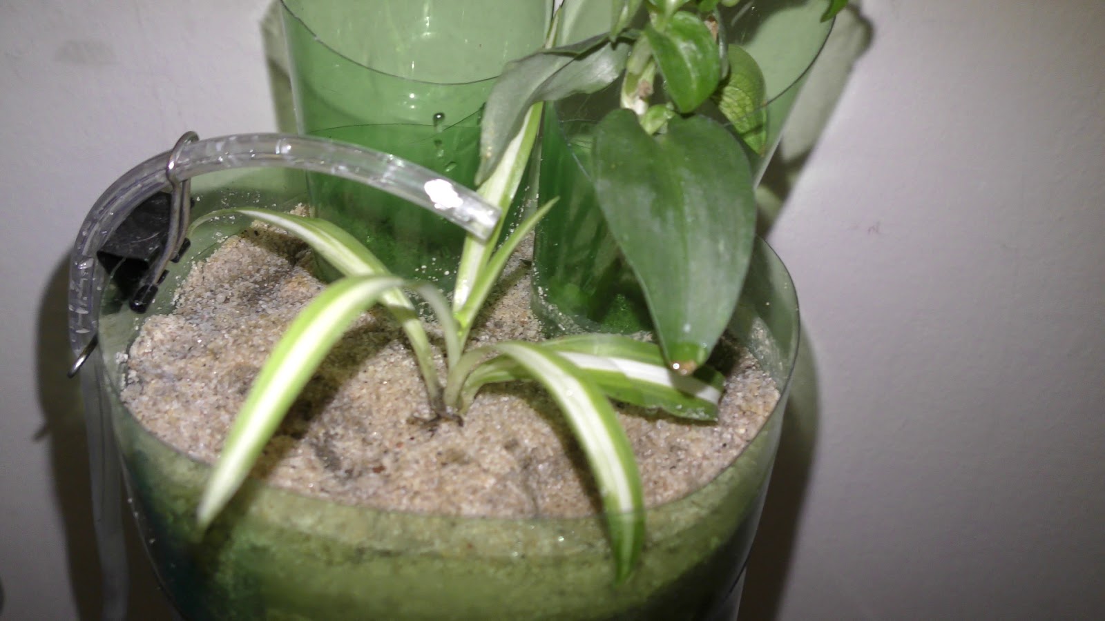 Random Bits Growing Spider Plant on Top of Aquarium