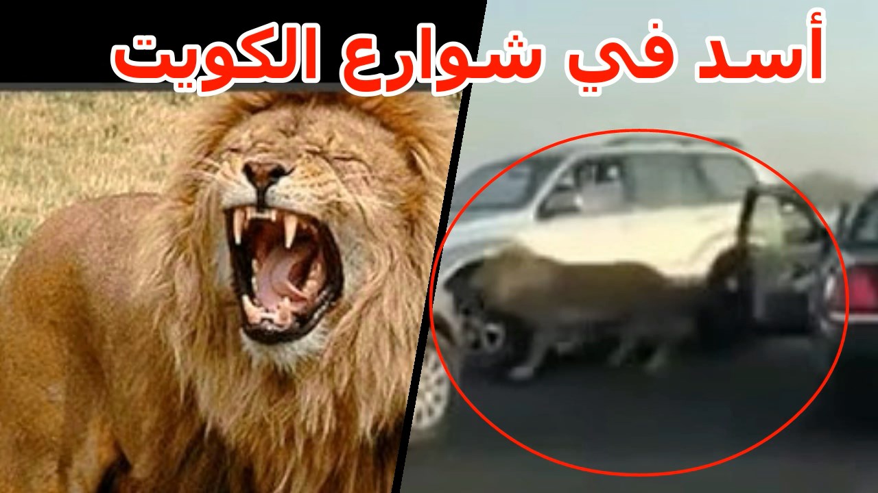 شاهد بالفيديو.. أسد طليق يهاجم السيارات ويثير الرعب في شوارع الكويت