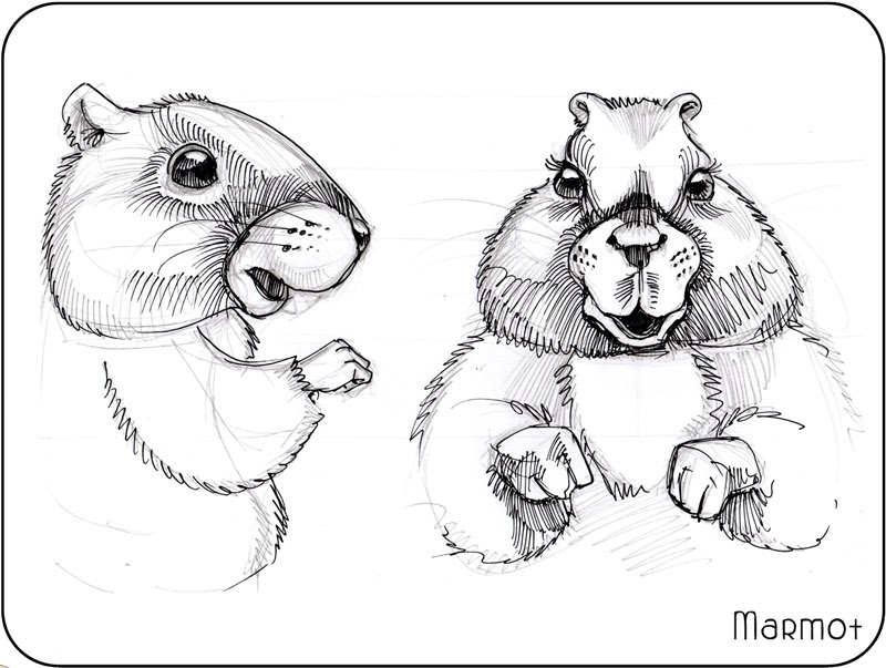 Cute Groundhog (aka Marmot)