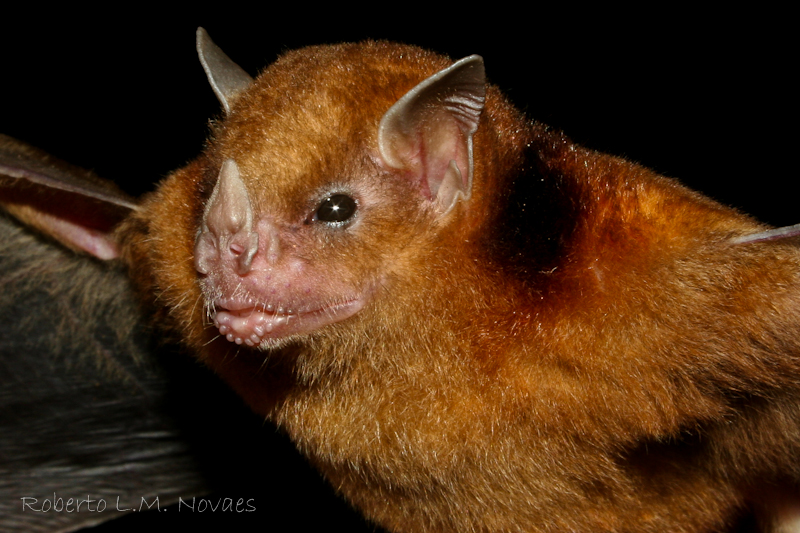 morcego da espécie Sturnira lilium