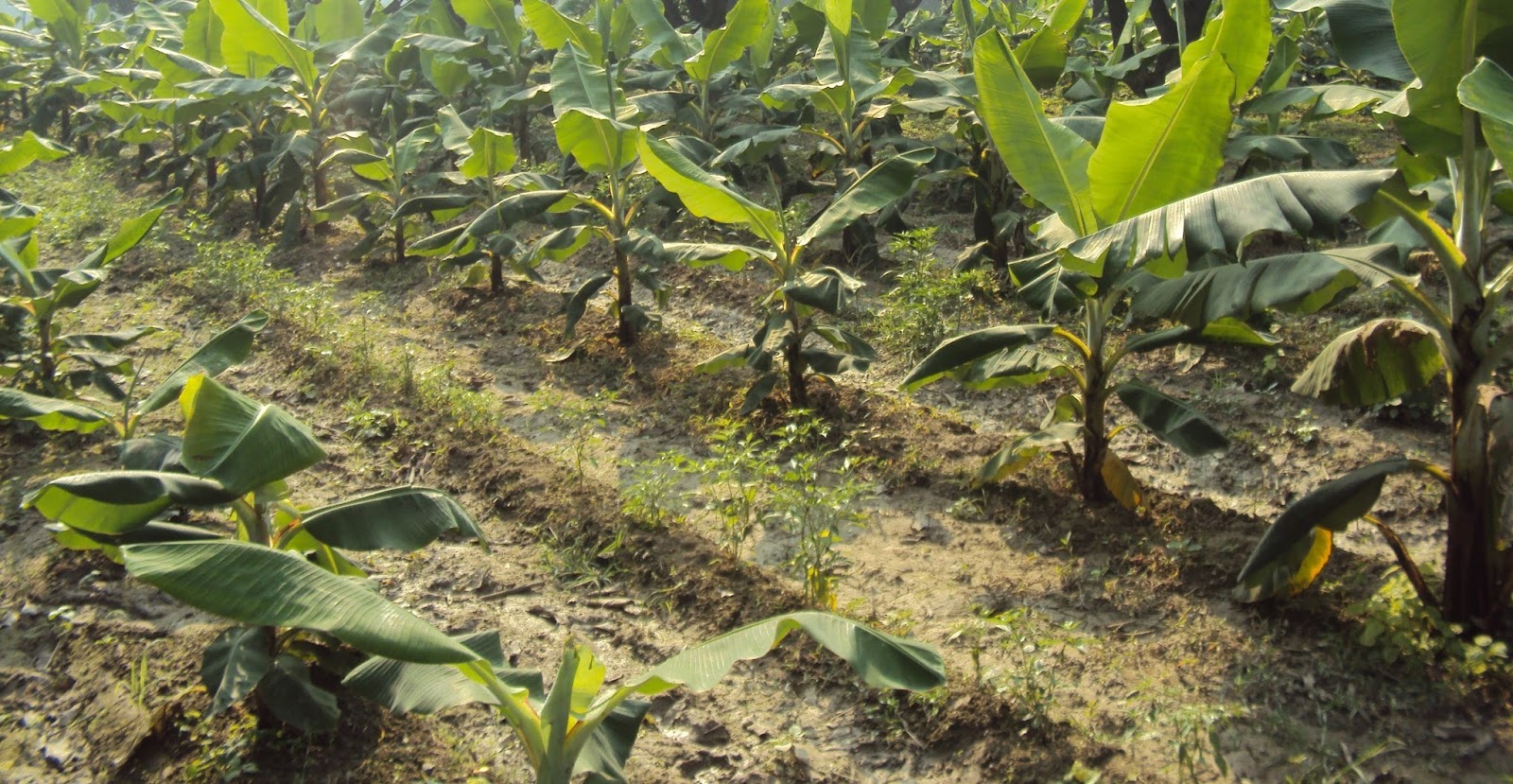 Intercropping Principles and Types