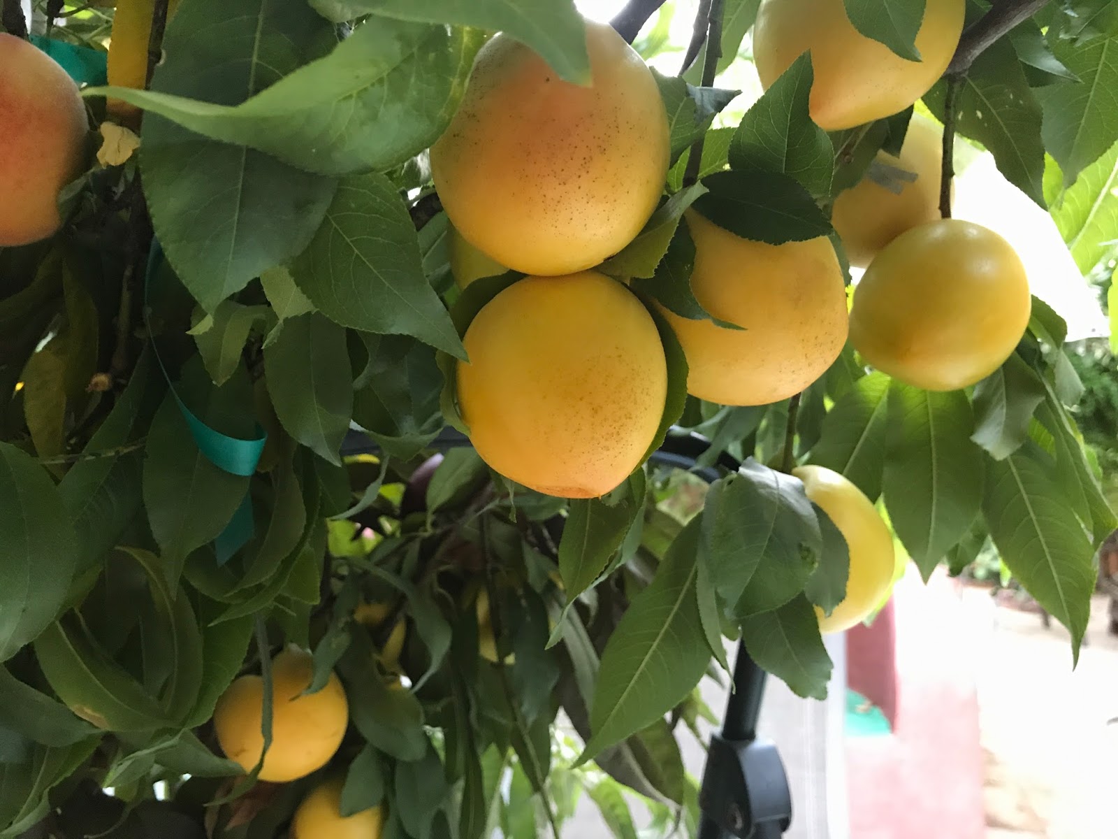 Gardening Yellow nectarines Tashkent Gold, Maria Gold, and Silk Road