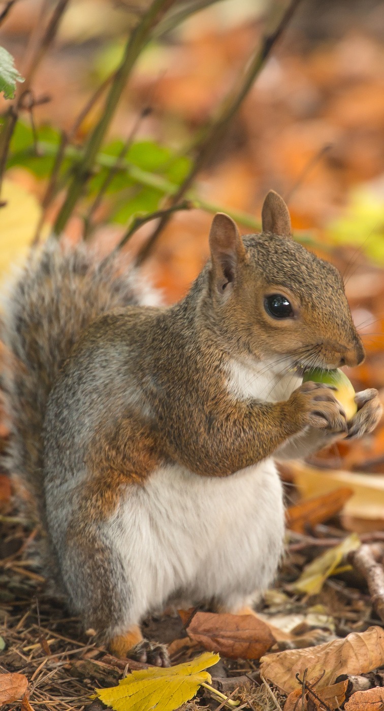 A squirrel enjoying autumn delights.