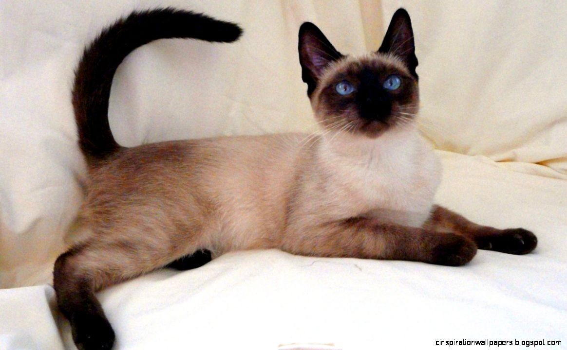 Siamese Cat