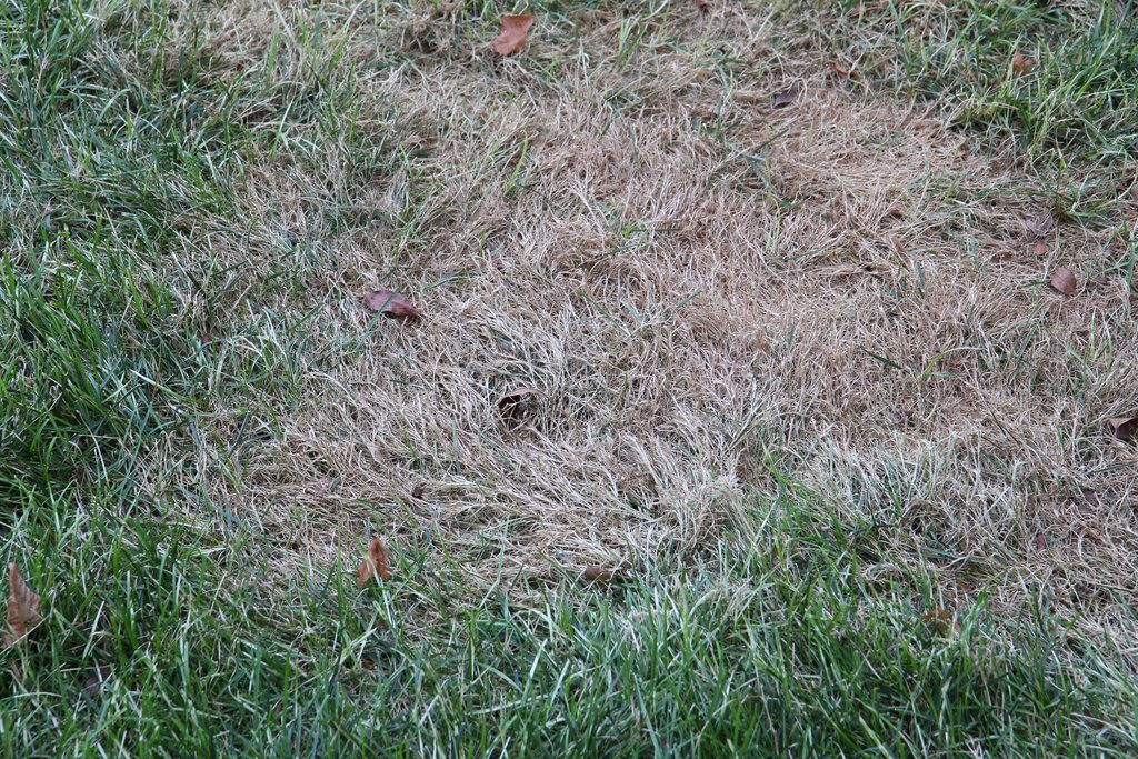 Adventures In Gardening 3rd (final?) Tenacity application