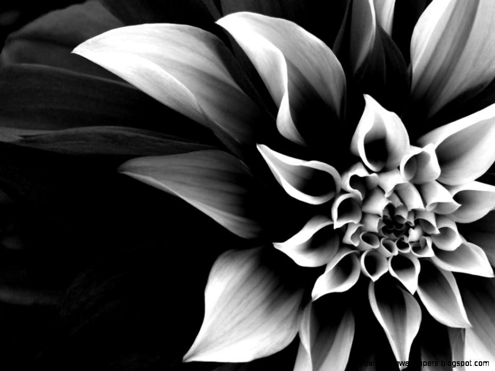 Flower Black And White