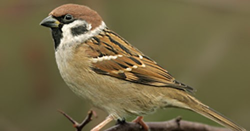 Dulu Tidak Berharga Burung Gereja Sekarang Jadi Bisnis Menguntungkan