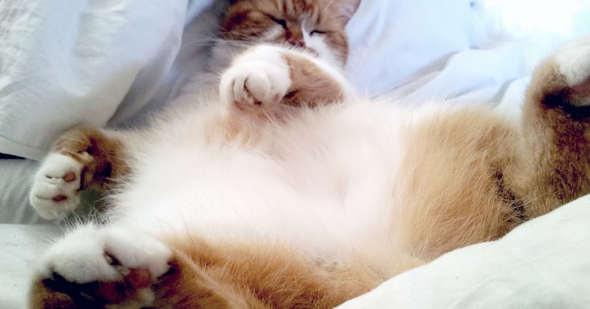 Matilda&rsquo;s World Blog: Katze müsste man sein&hellip;
