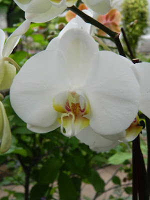 White Phalaenopsis orchid at Allan Gardens Conservatory by garden muses-not another Toronto gardening blog