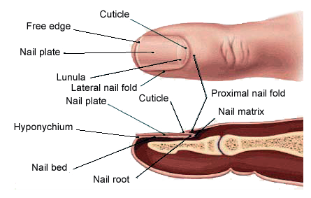 Fungal nail infection (toenail fungus) - Symptoms, causes ...