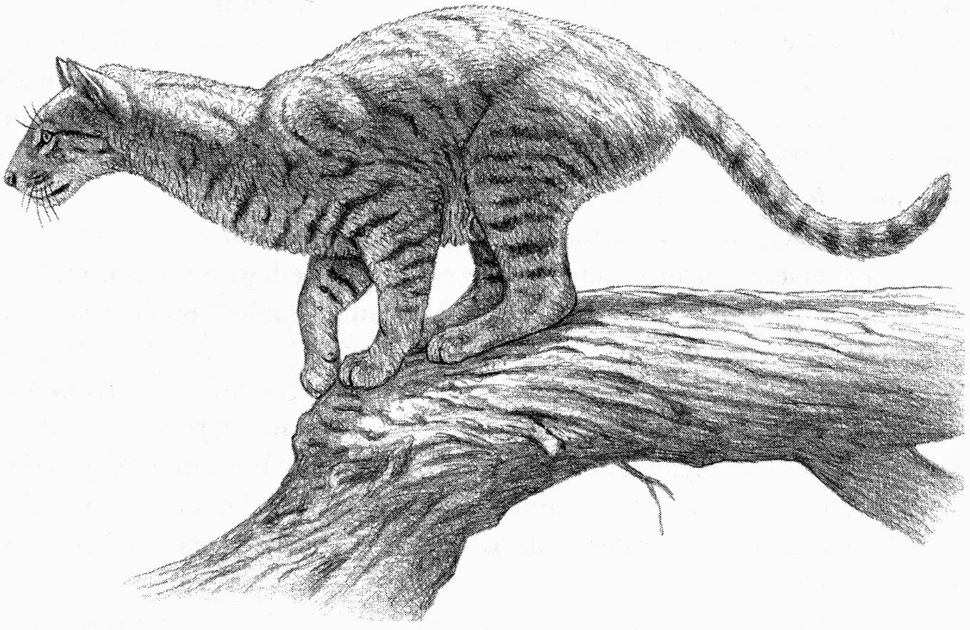Proailurus The First Cat