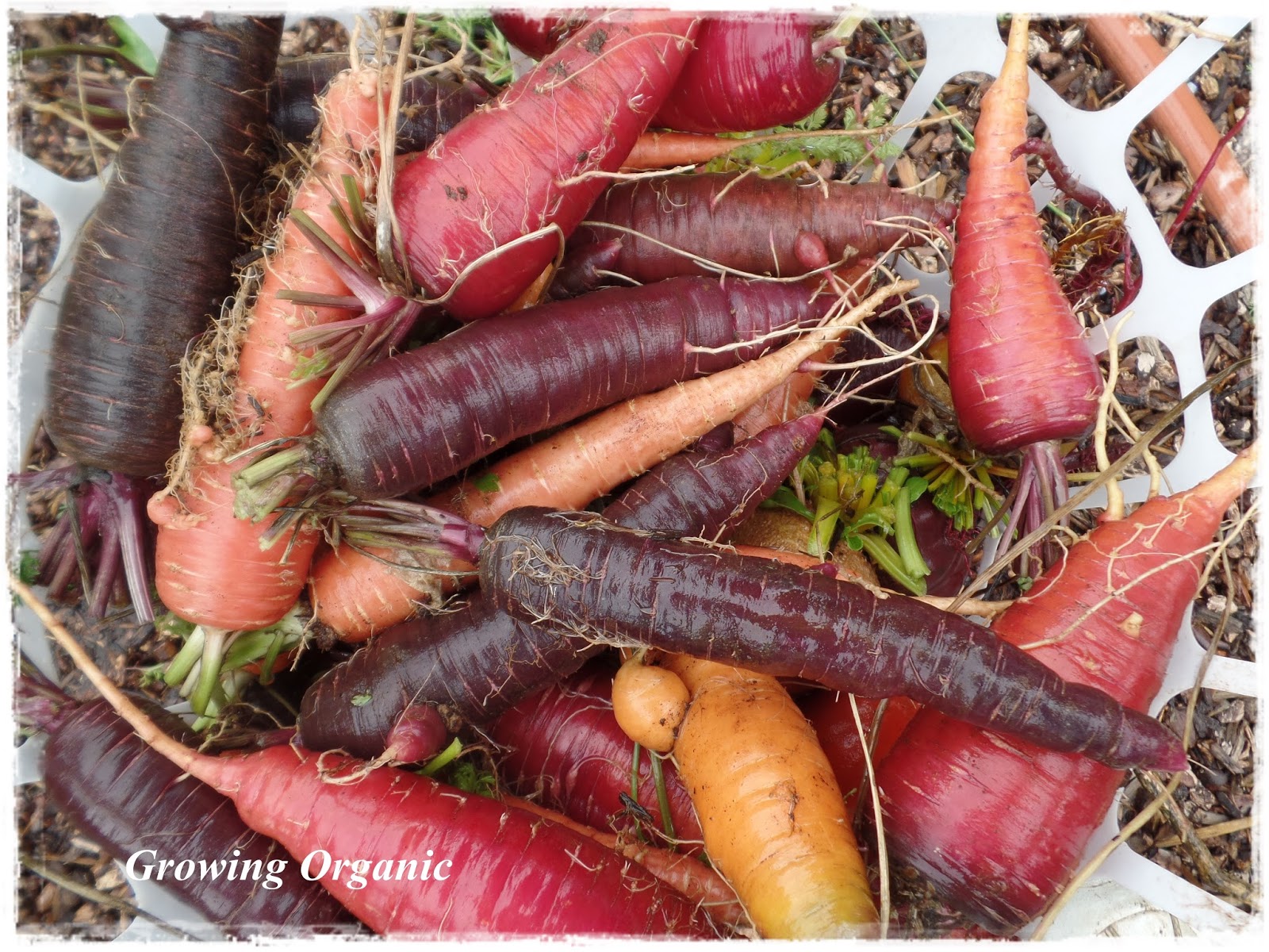 Growing Organic Fall Root Crops
