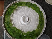 Laying out mint leaves in the dehydrator.