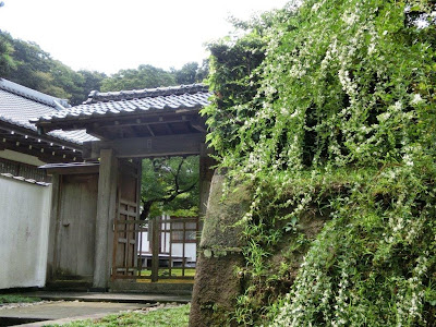 長寿寺のハギ
