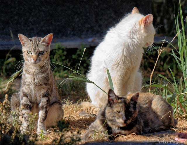 Gang of 3 feral cats, looking tough
