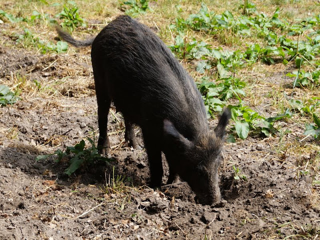 Fünf weitere Ausflugsideen im Schwentinental. Wildschweine und Frischlinge im Wildpark Schwentinental freuen sich über Besuch.