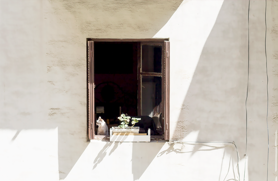 vecinos patio interior fotografía gatos