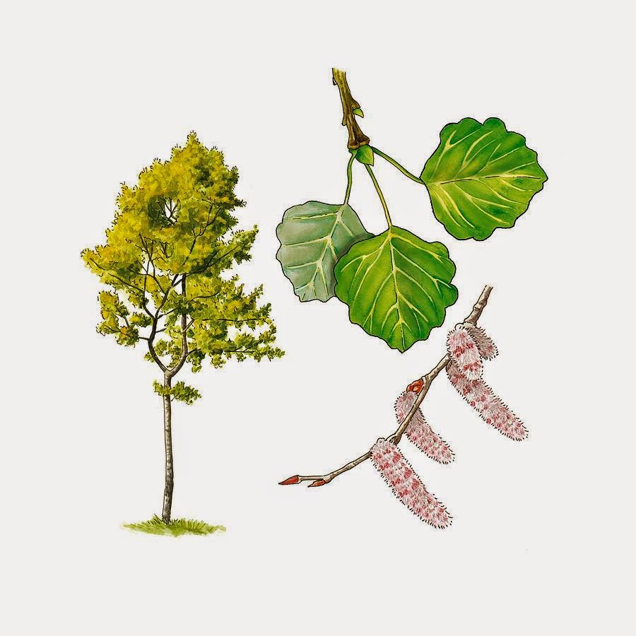 Дерево осина картинки для детей