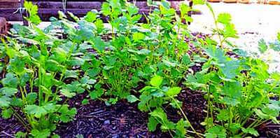 Picture of Coriander herb