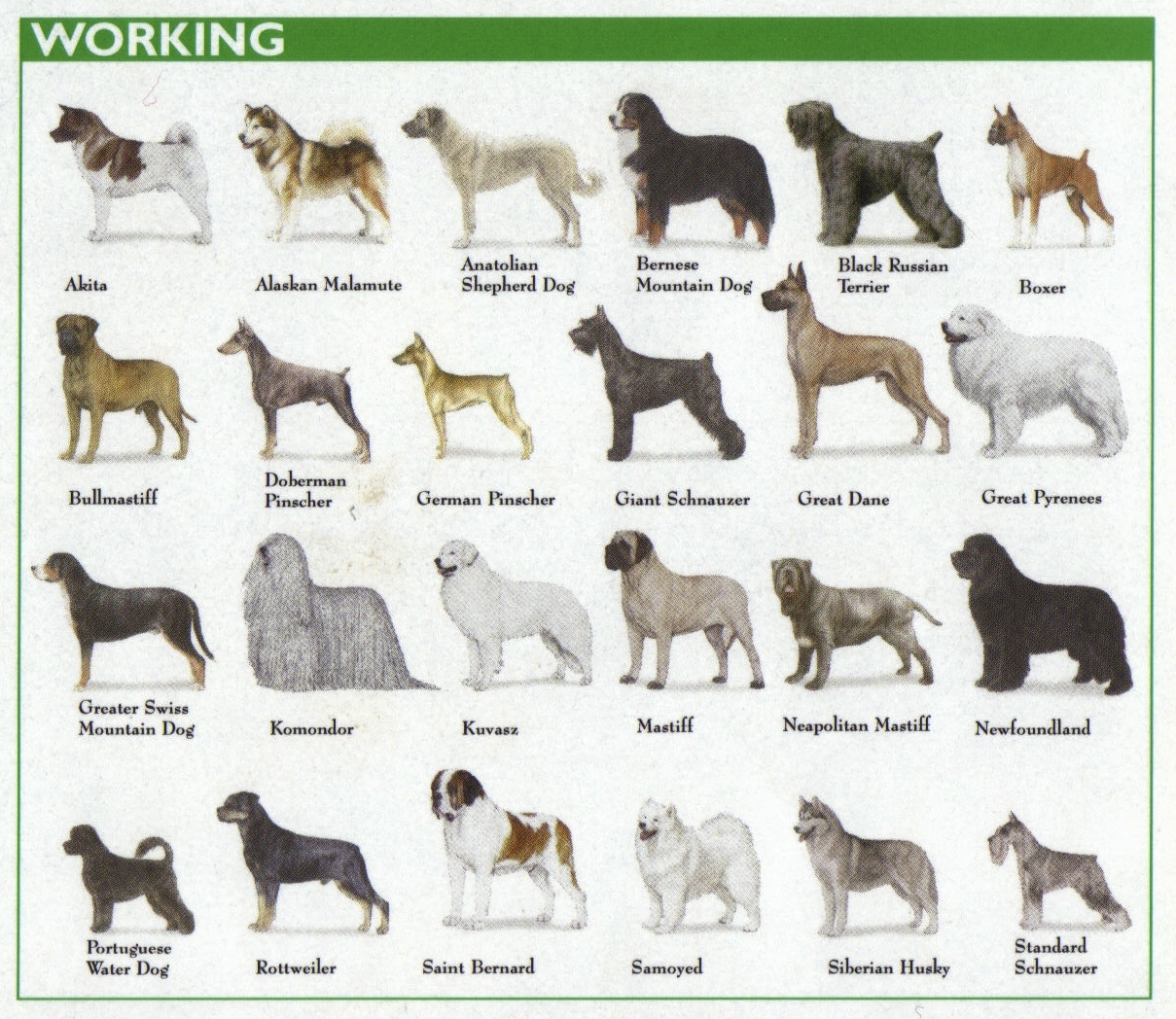 Large Breed Dog Chart