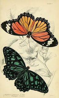 Free Botanical illustration Books