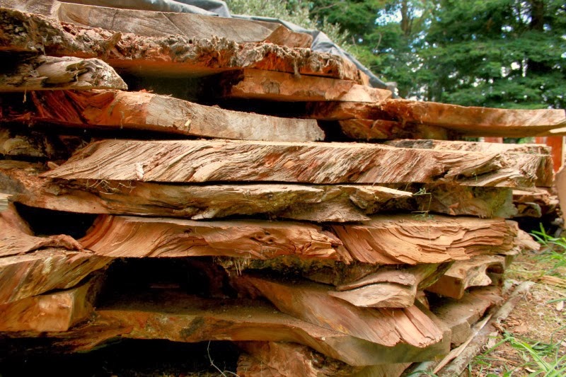 Big Little 5000 Year Old Swamp Kauri