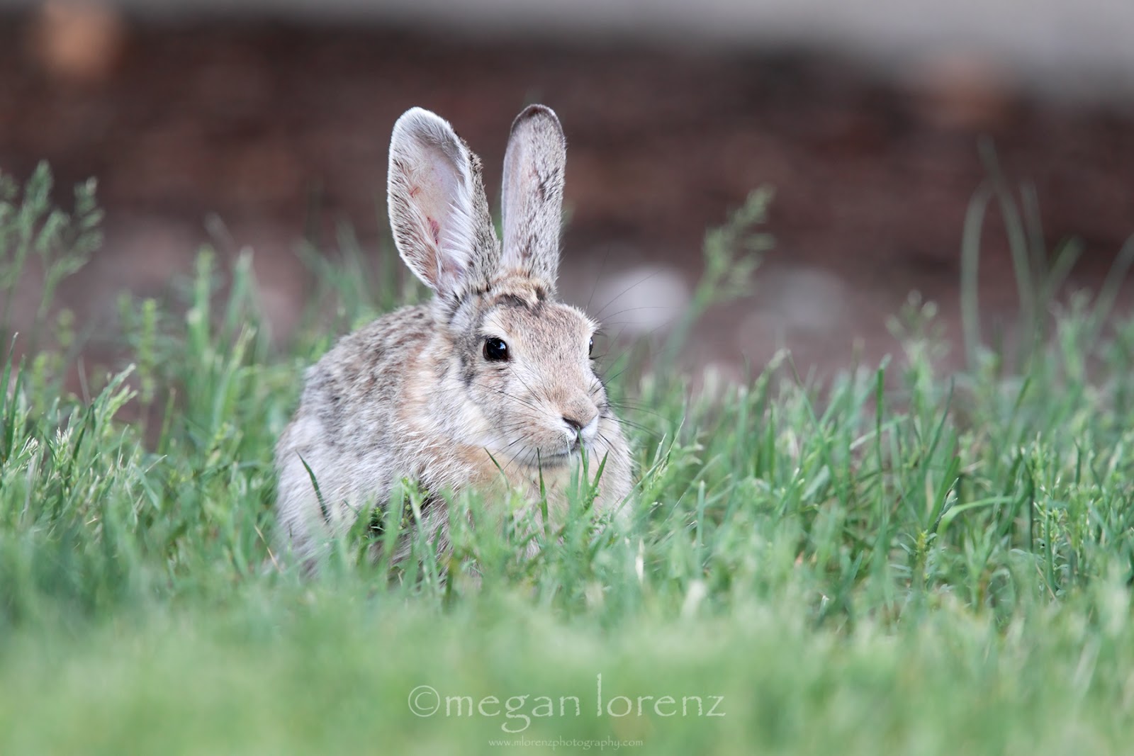 MLorenz Photography: Rabbit