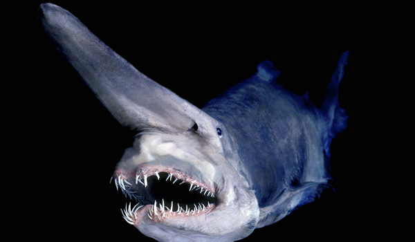 Goblin Shark Mouth 80