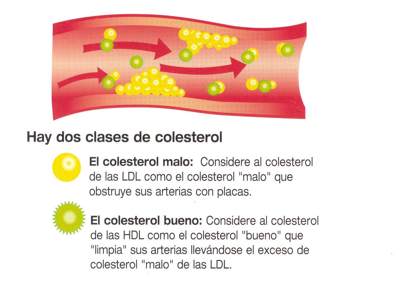 Salud y Vida Natural: Colesterol y triglicéridos