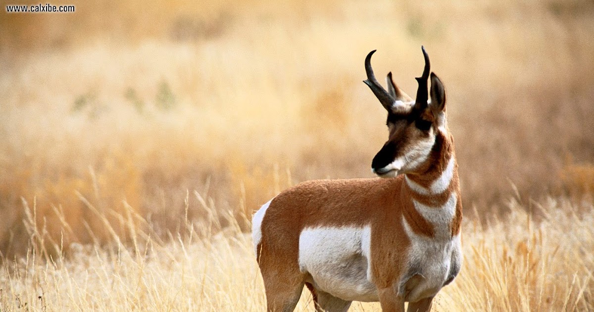Incredible Animals: Pronghorn/Pronghorn Antelope:Second-Fastest Land Animal