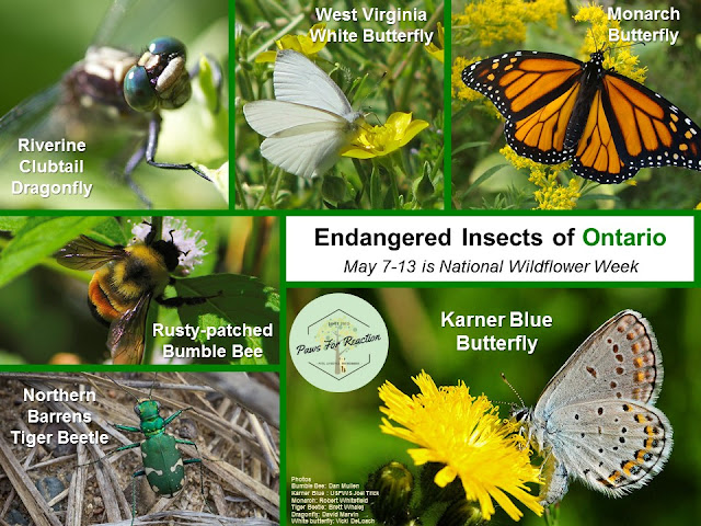 Endangered Insects of Ontario National Wildflower Week May 7-13