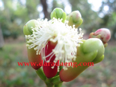 Buah Cengkeh Buah Cengkeh
