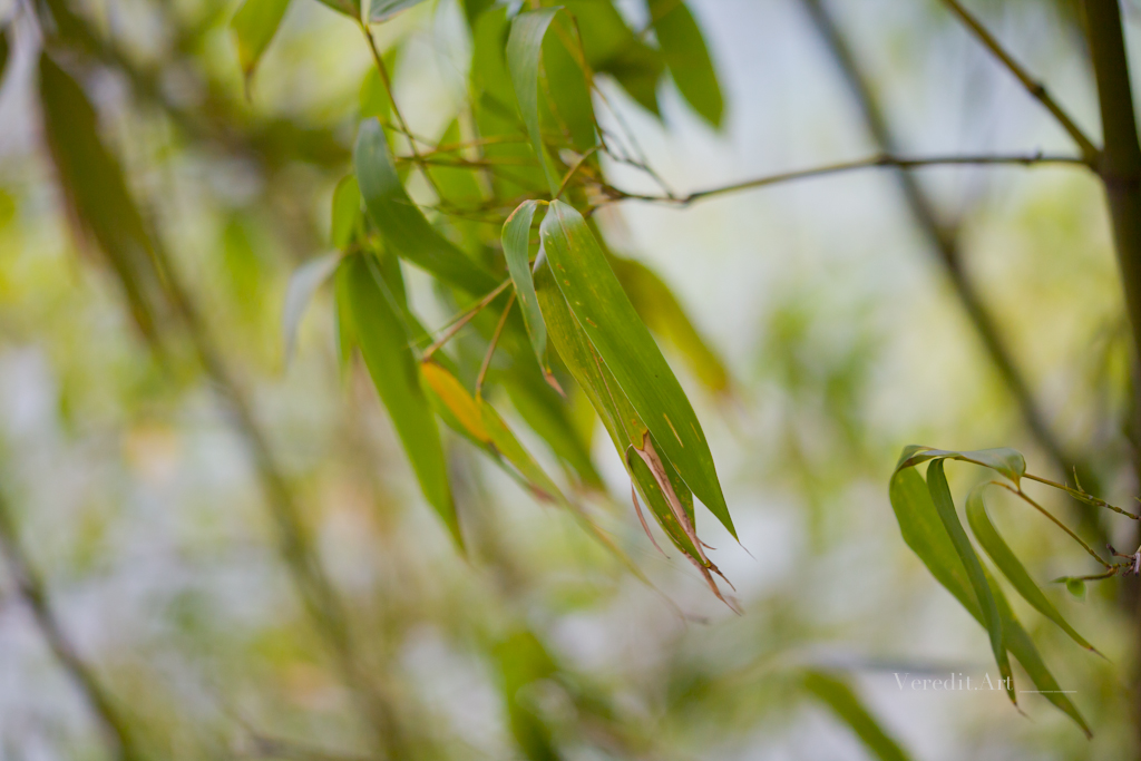 haiku - eine annäherung: wind gusts