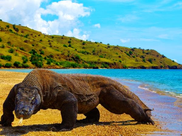 Perairan Komodo https://www.ramelhobbyshop.com/2022/07/10-tempat-diving-terbaik-di-indonesia.html