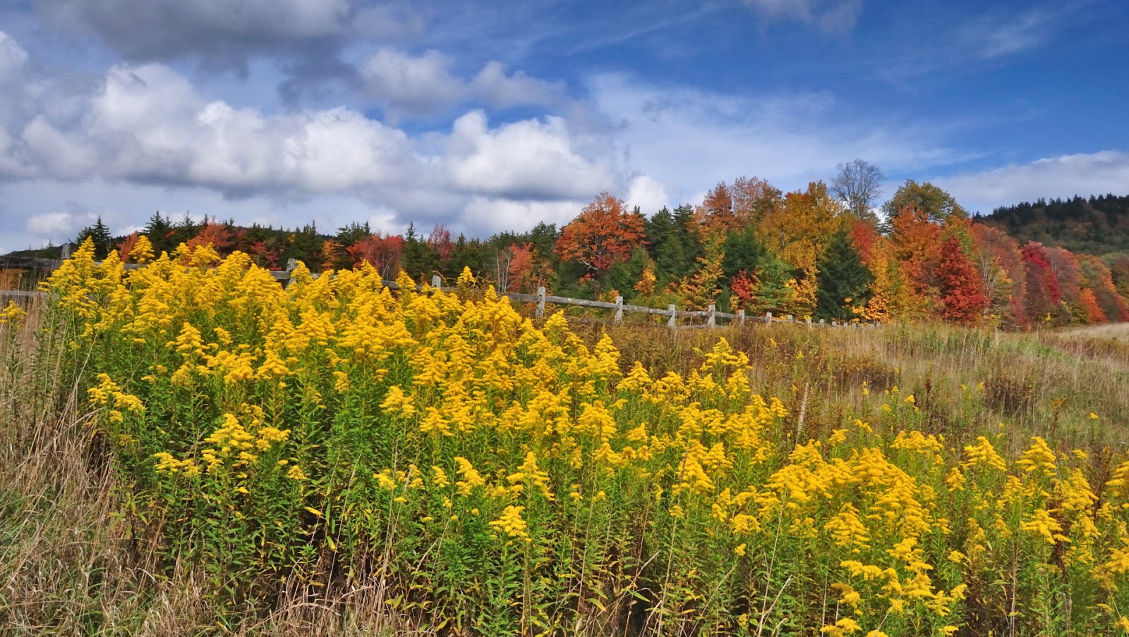 Discover West Virginia Wildflowers on the Highland Scenic Highway Part 2