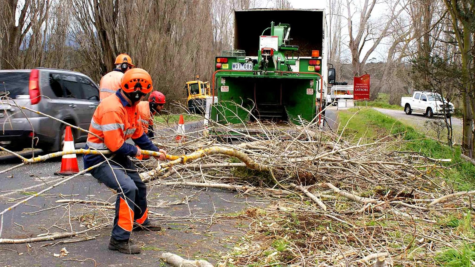 Arborist A1 Tree Service Tree Choices