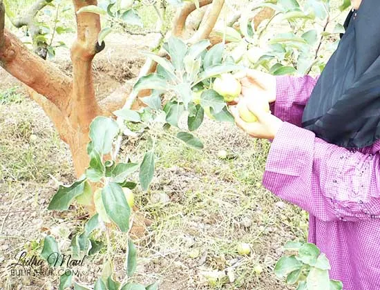 Petik Apel di Kusuma Agrowisata-Batu