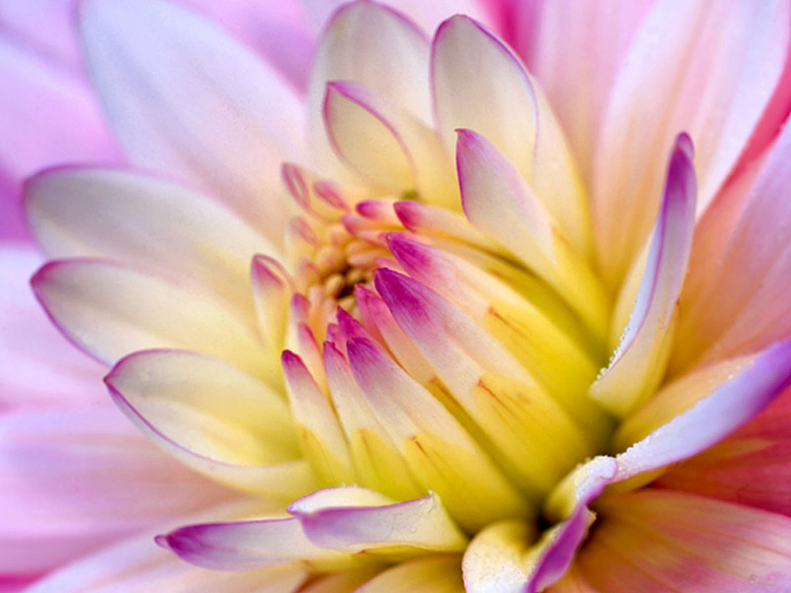 XS Wallpapers HD: Radiant Flowers Wallpapers