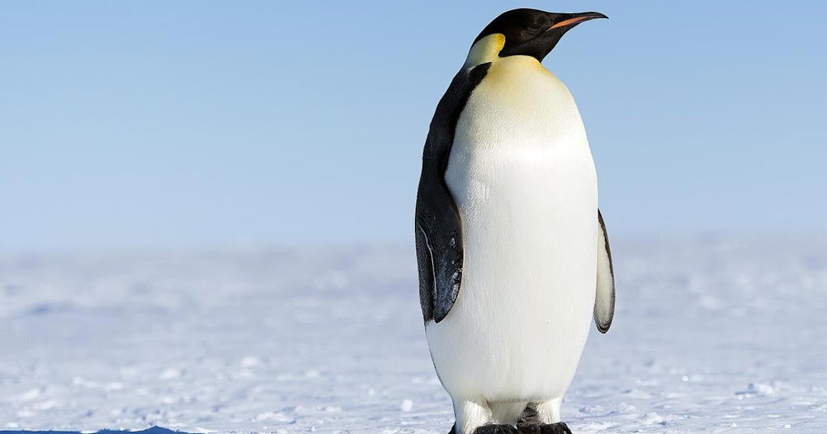 Animals Starting With P - Inspec Wallp Animals