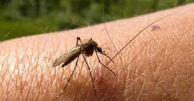 Sudah Tahukan Anda Seperti Apa Gejala Penyakit Malaria? Yuk Simak