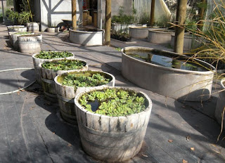 TIEMPO JARDIN: Viveros en otoño