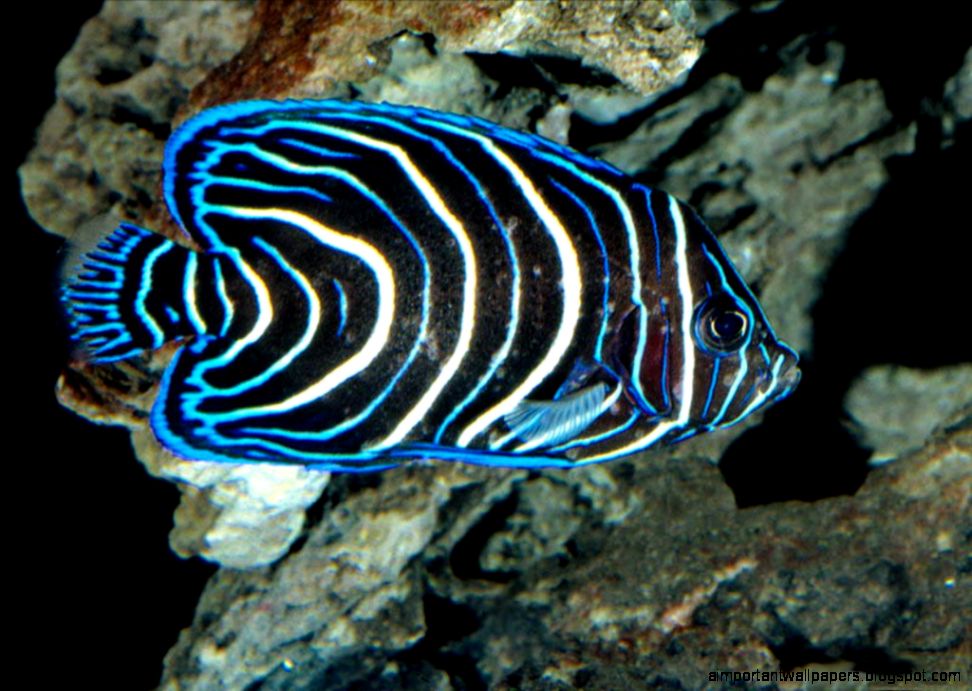 Desktop backgrounds  Animal Life  Underwater  Deep Sea 3D