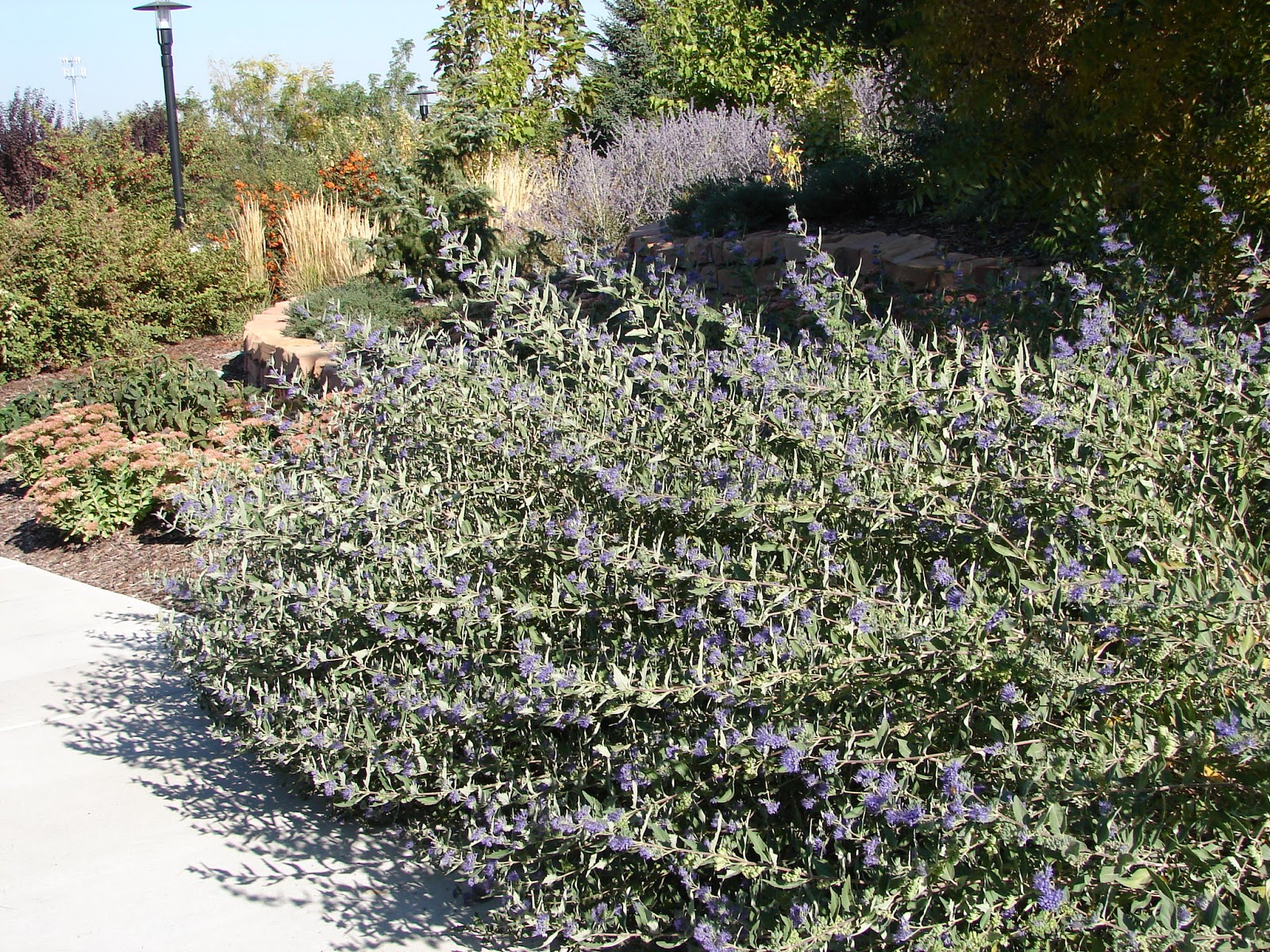Future Plants By Randy Stewart Blue Spirea