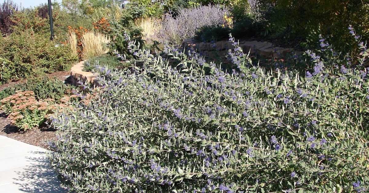 Rotary Botanical Gardens Hort Blog Consider Caryopteris
